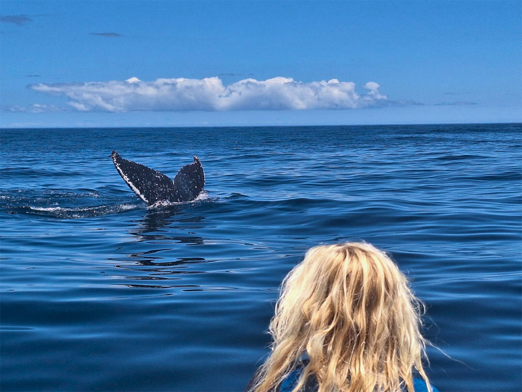 Header Image – Whale Tourist on a boat looking at a whales tale in the ocean.
