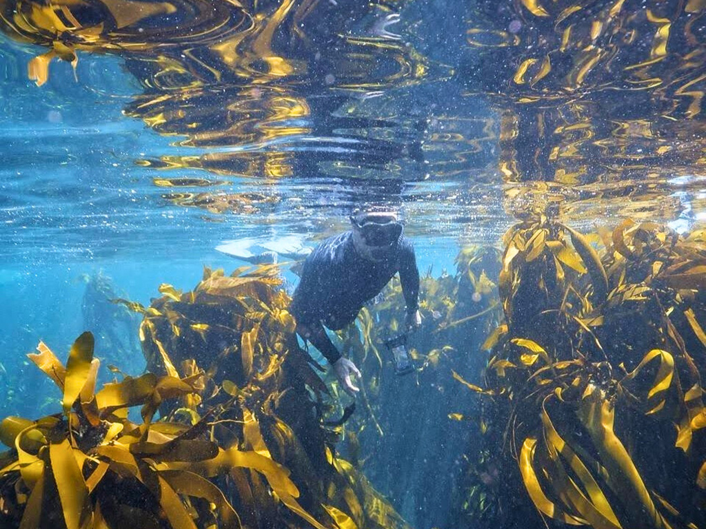 Sea Life In Cape Town What To Expect Stoked Surf School Sea Life In Cape Town What To Expect Stoked Surf School