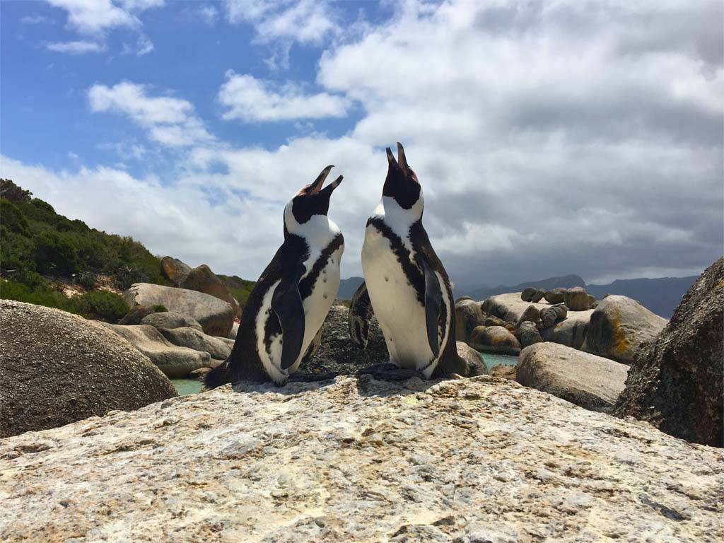 Penguins Penguins standing on a mound talking.