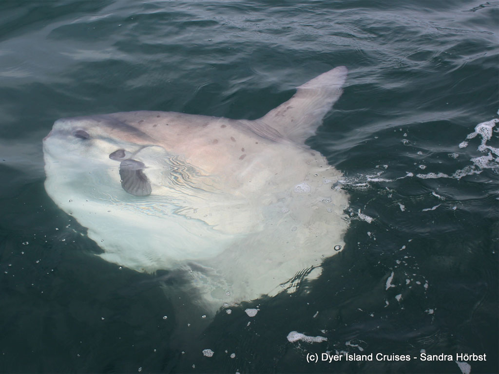 Sunfish Sunfish swimming next to the boat in Cape Town.