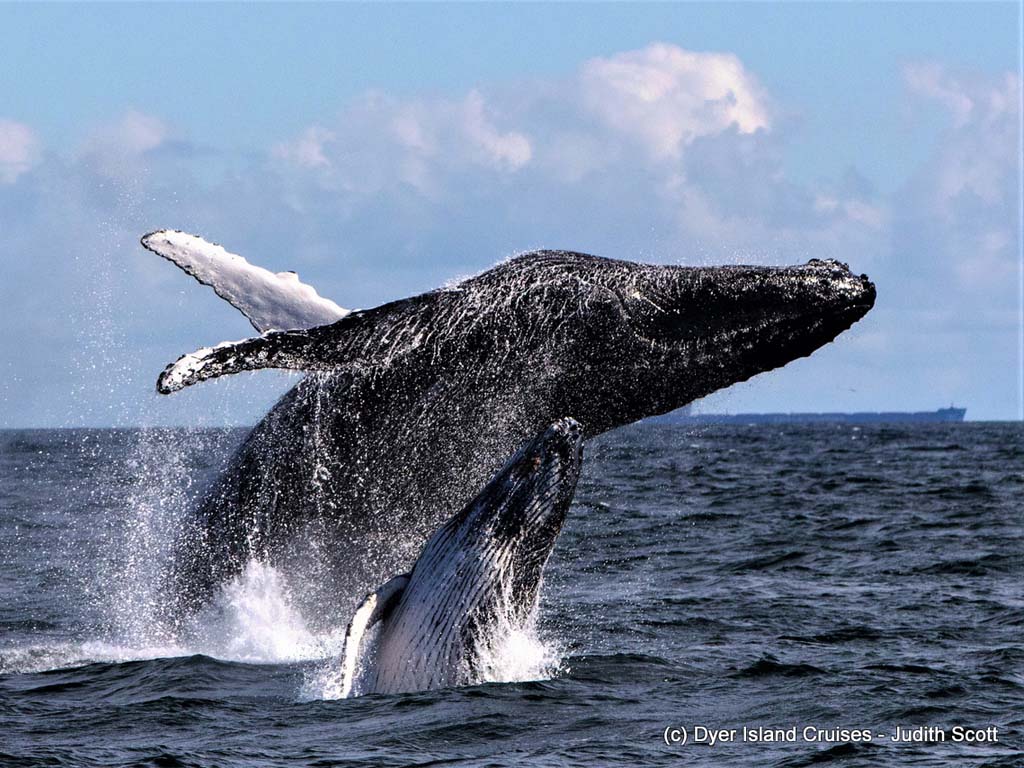 Whale Whale breaching out of the waters of Cape Town.